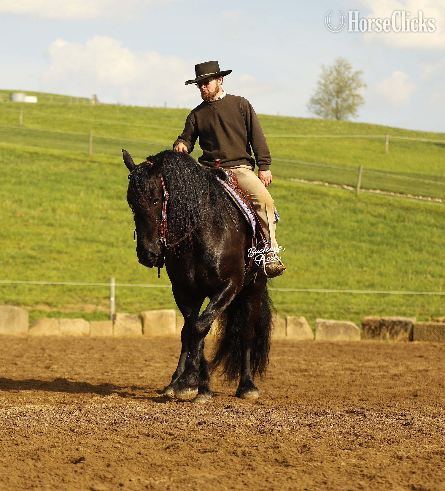 Ohio "Logo" Black Gelding Draft