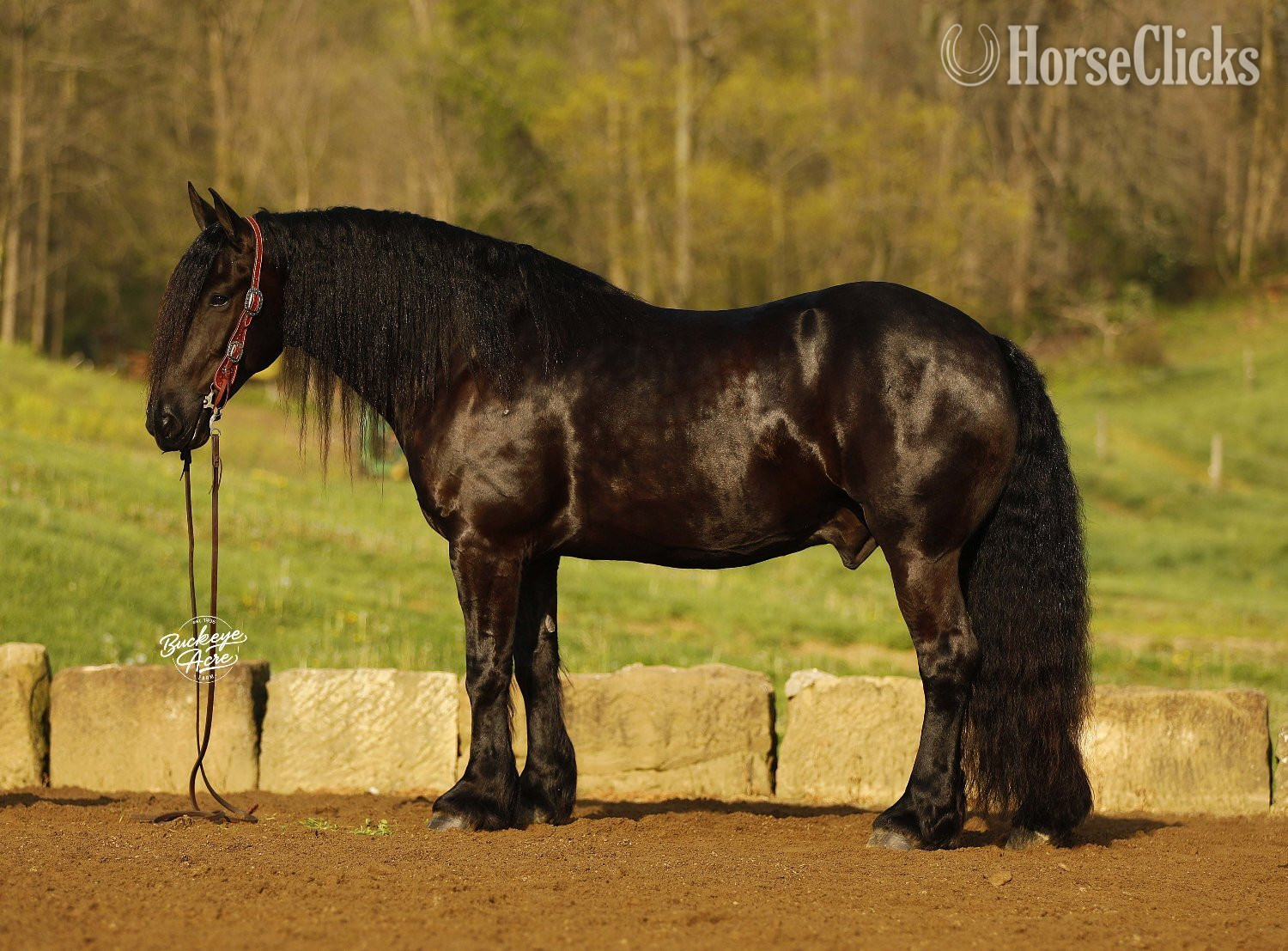 "Logo" Black Gelding Draft - Draft in Ohio