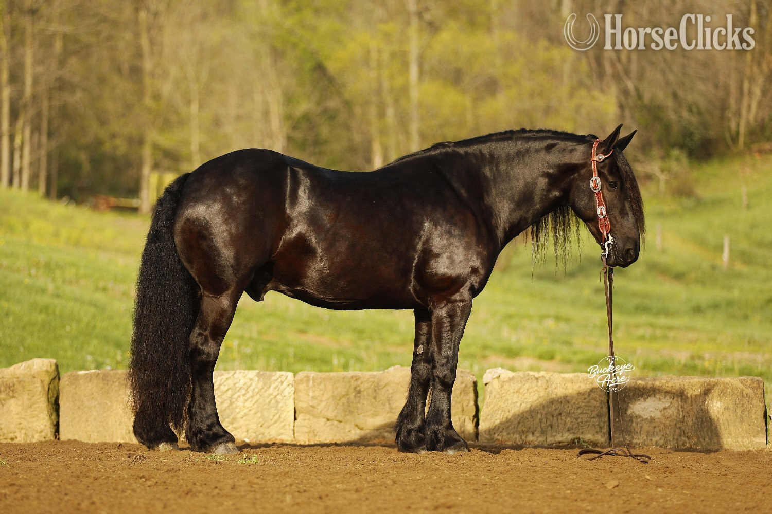 "Logo" Black Gelding Draft - Draft