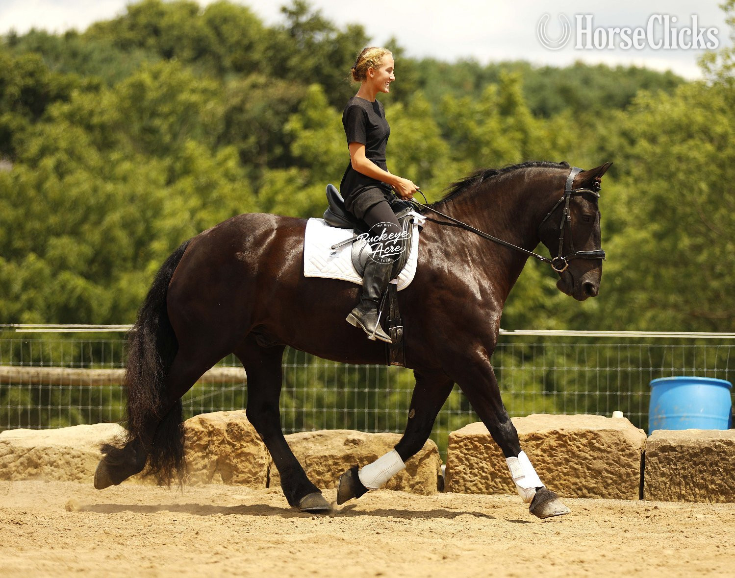 "Logo" Black Gelding Draft Ohio