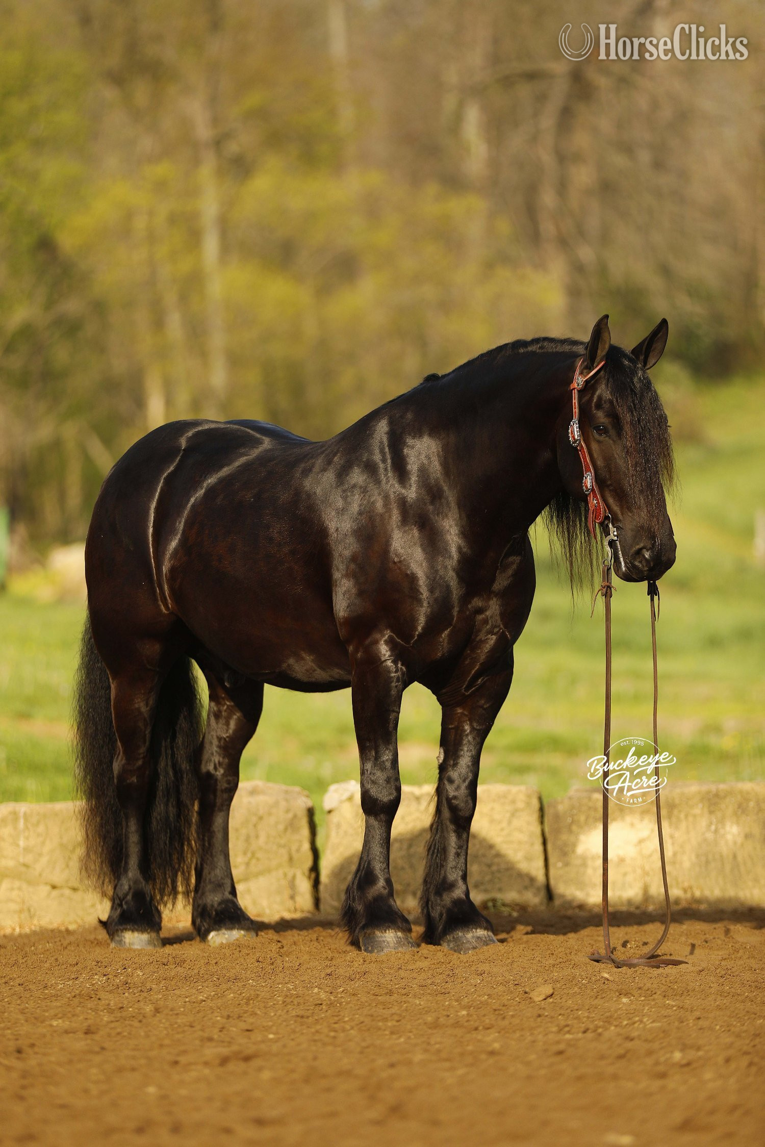 Draft - "Logo" Black Gelding Draft in Ohio