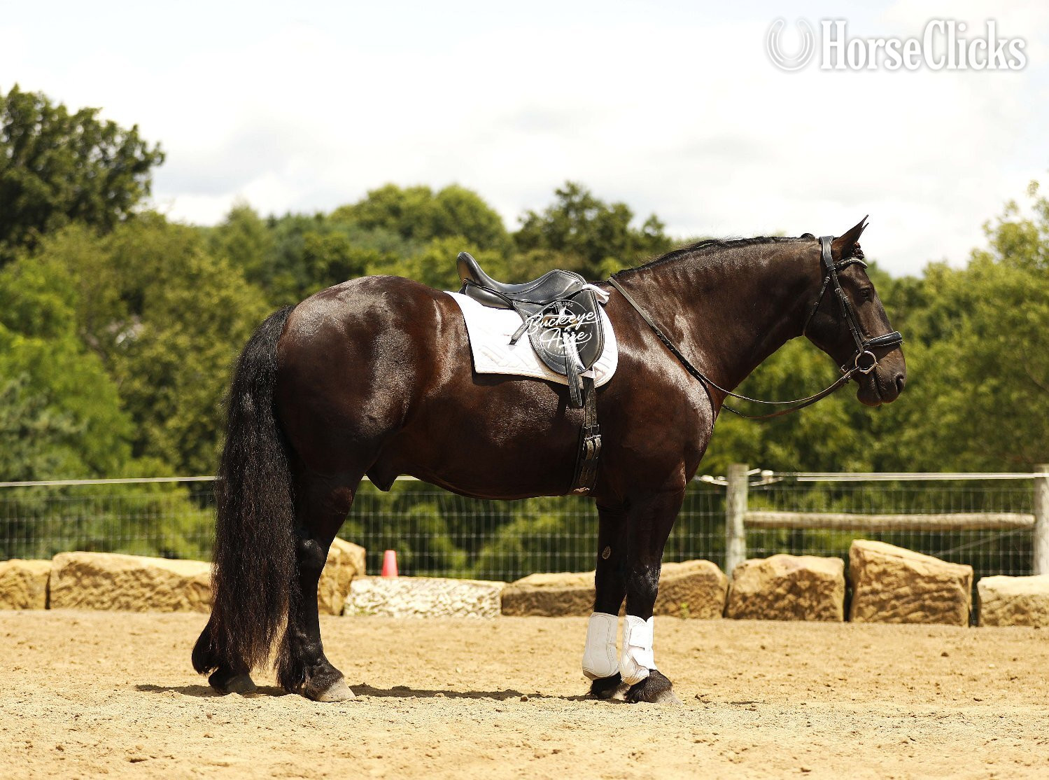 Draft - "Logo" Black Gelding Draft