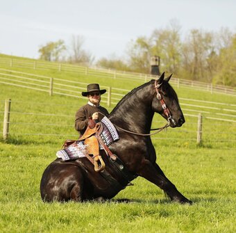 "Logo" Black Gelding Draft