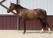"PAPPY VAN WINKLE" Black Gelding Rocky Mountain