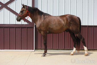 "PAPPY VAN WINKLE" Black Gelding Rocky Mountain