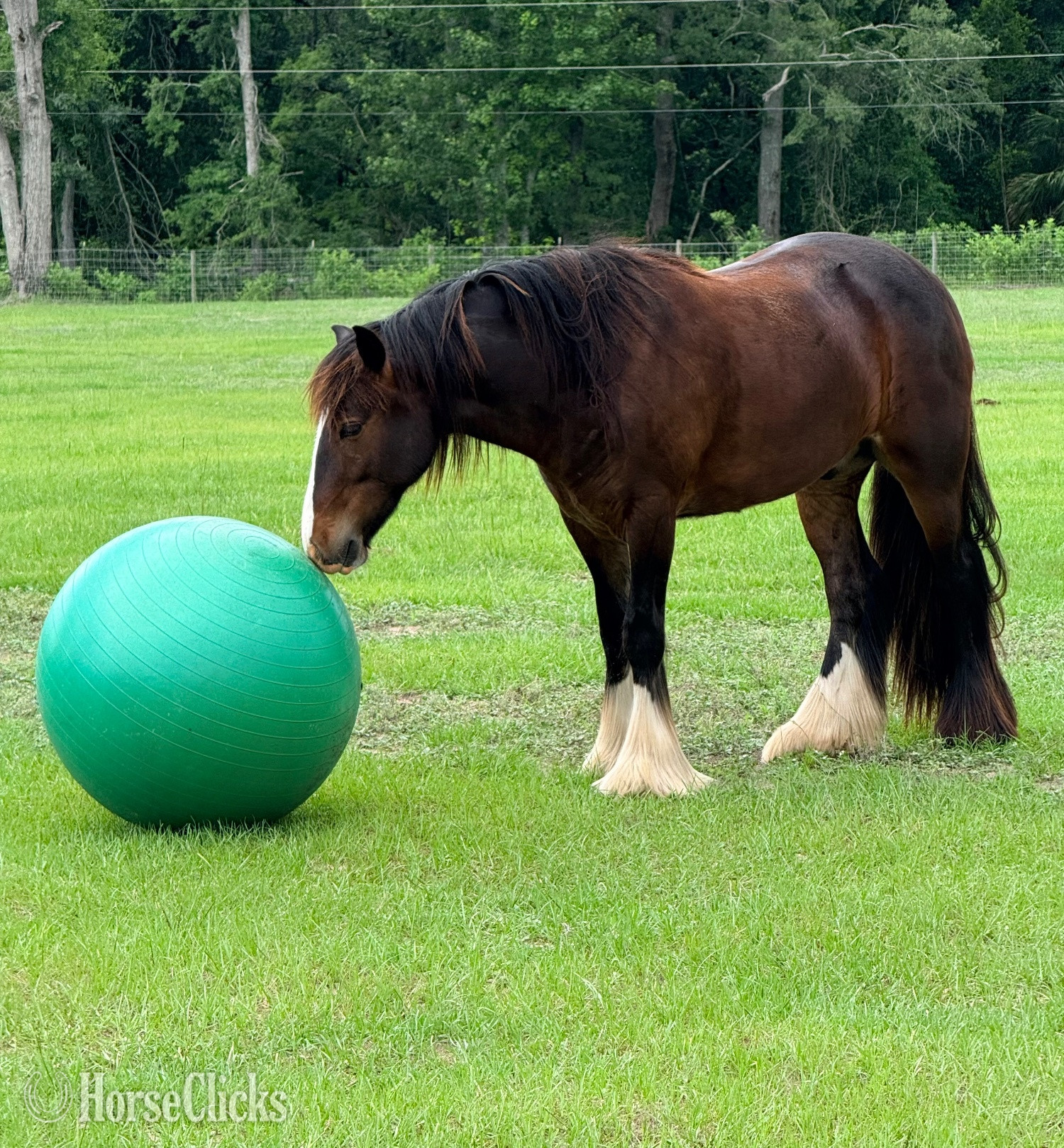 "Tumblers leap of grace" Bay Gelding Gypsy Vanner