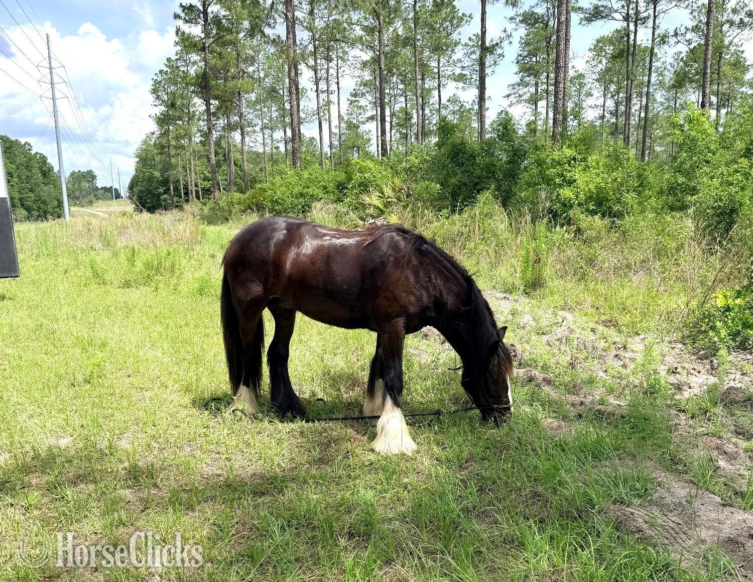 Florida "Tumblers leap of grace" Bay Gelding Gypsy Vanner