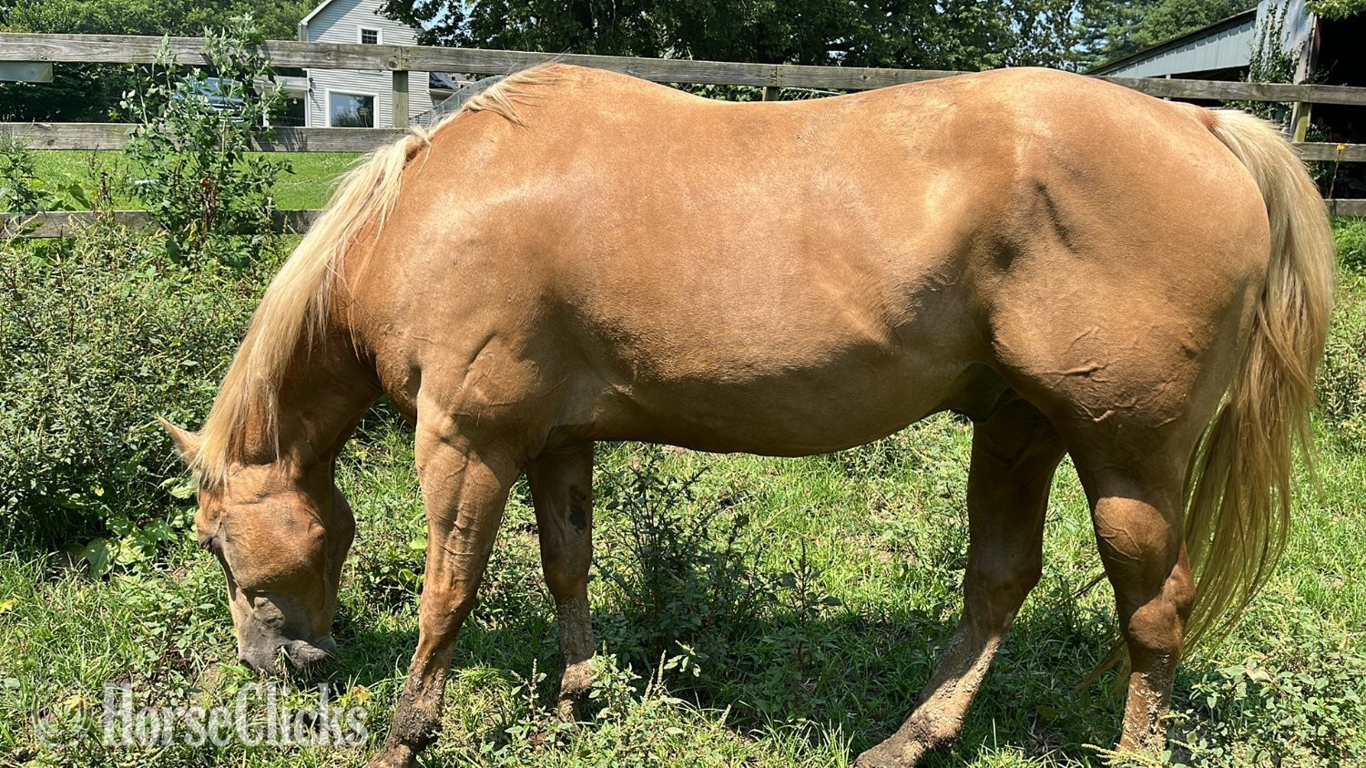 "Trigger AKA Big Tigg" Palomino Gelding Quarter Horse in Illinois