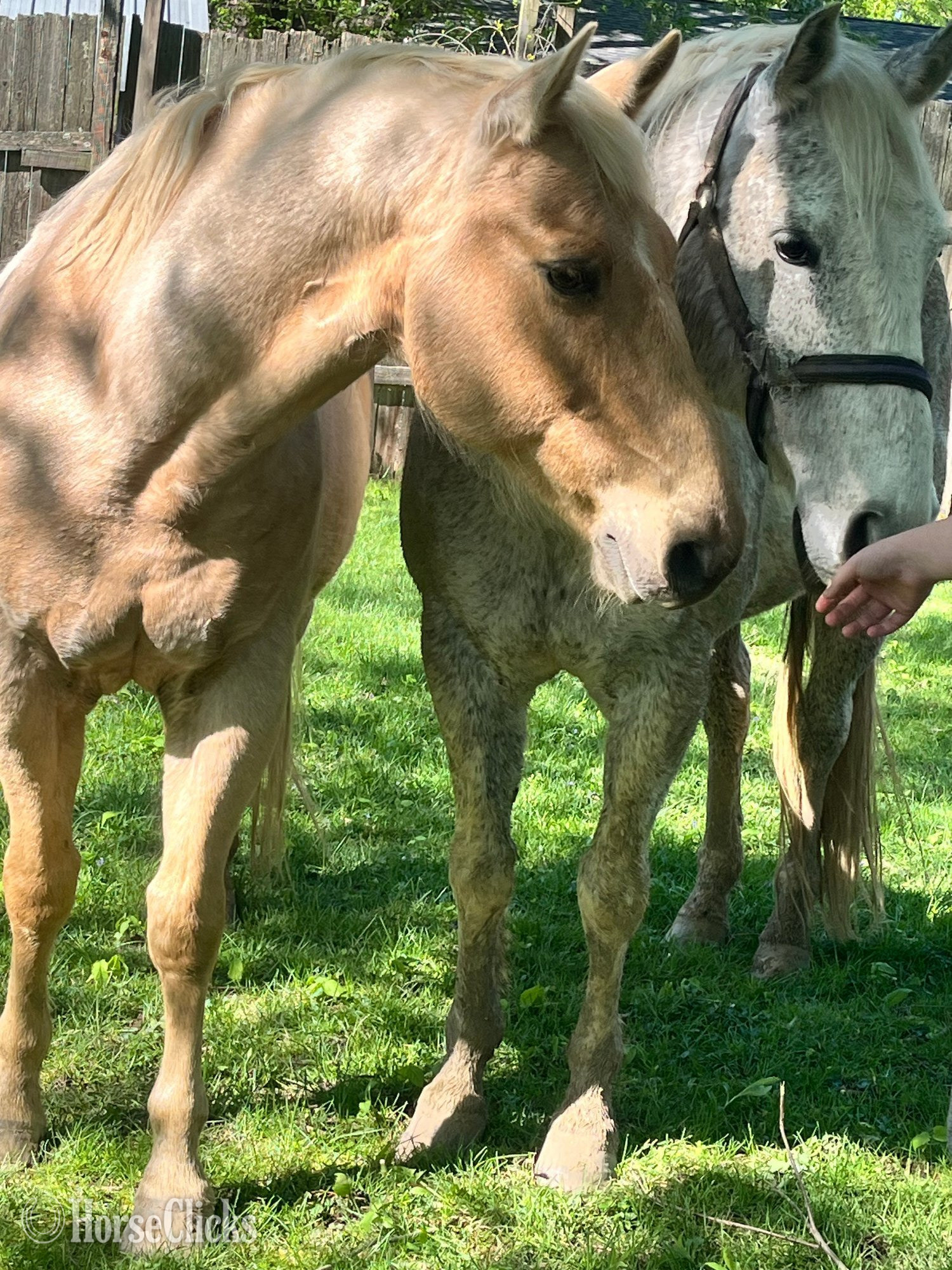 "Trigger AKA Big Tigg" Palomino Gelding Quarter Horse