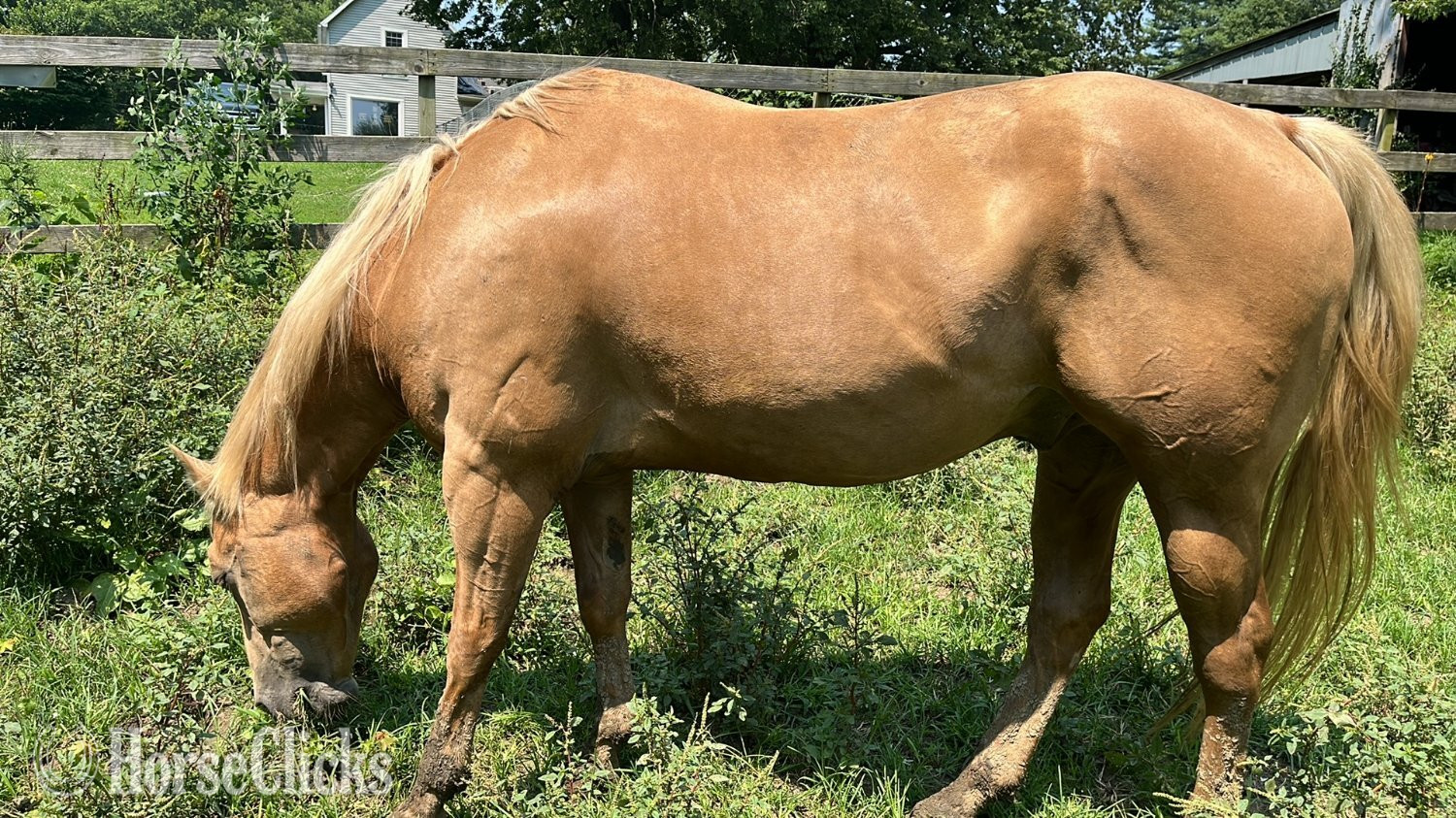 "Trigger AKA Big Tigg" Palomino Gelding Quarter Horse