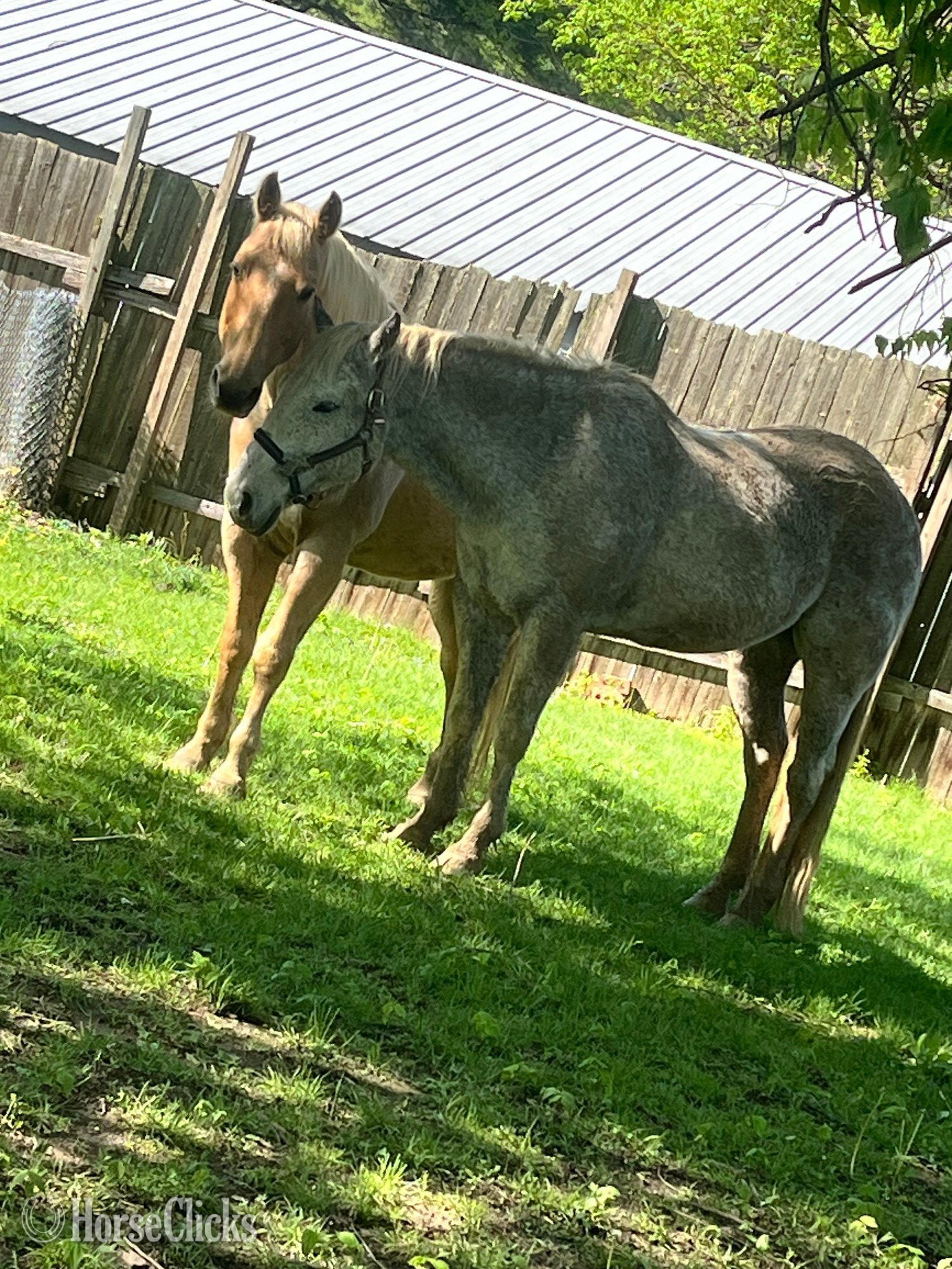 Illinois "Trigger AKA Big Tigg" Palomino Gelding Quarter Horse