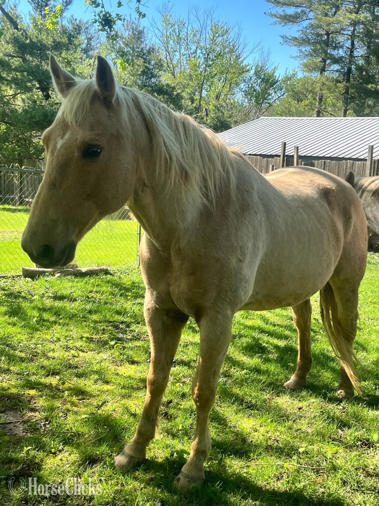 Illinois "Trigger AKA Big Tigg" Palomino Gelding Quarter Horse