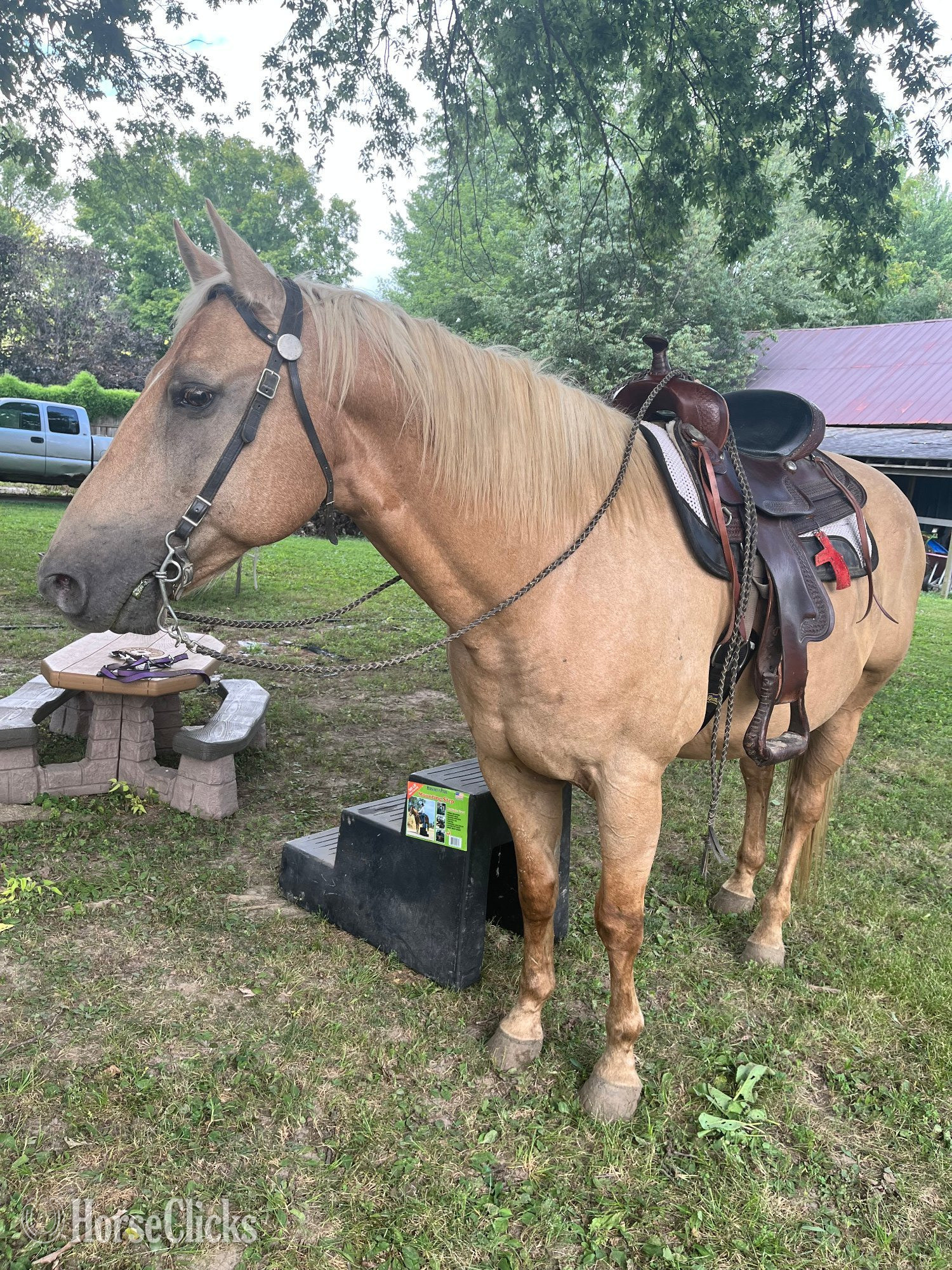 "Trigger AKA Big Tigg" Palomino Gelding Quarter Horse - Quarter Horse in Illinois