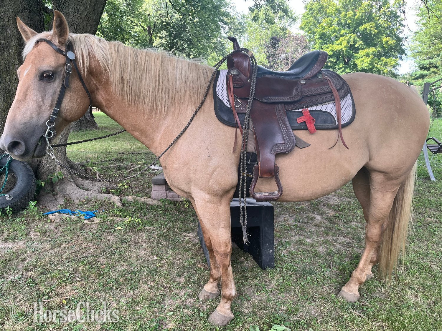 "Trigger AKA Big Tigg" Palomino Gelding Quarter Horse - Quarter Horse