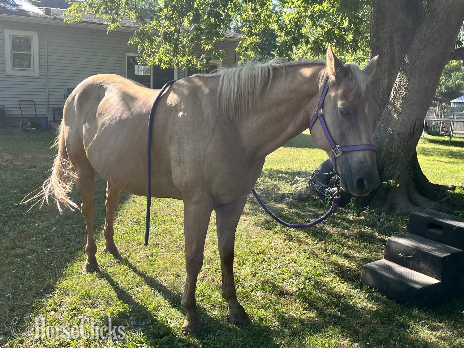 "Trigger AKA Big Tigg" Palomino Gelding Quarter Horse - Quarter Horse