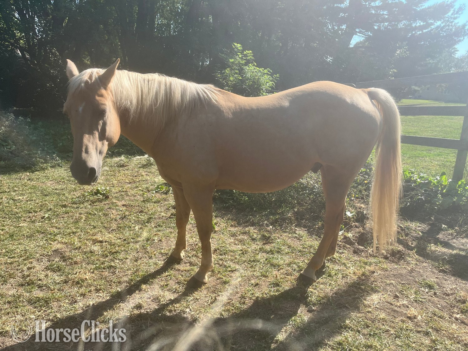 "Trigger AKA Big Tigg" Palomino Gelding Quarter Horse Illinois