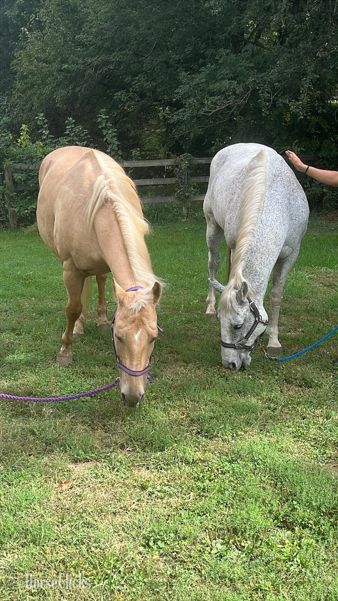 Quarter Horse - "Trigger AKA Big Tigg" Palomino Gelding Quarter Horse in Illinois