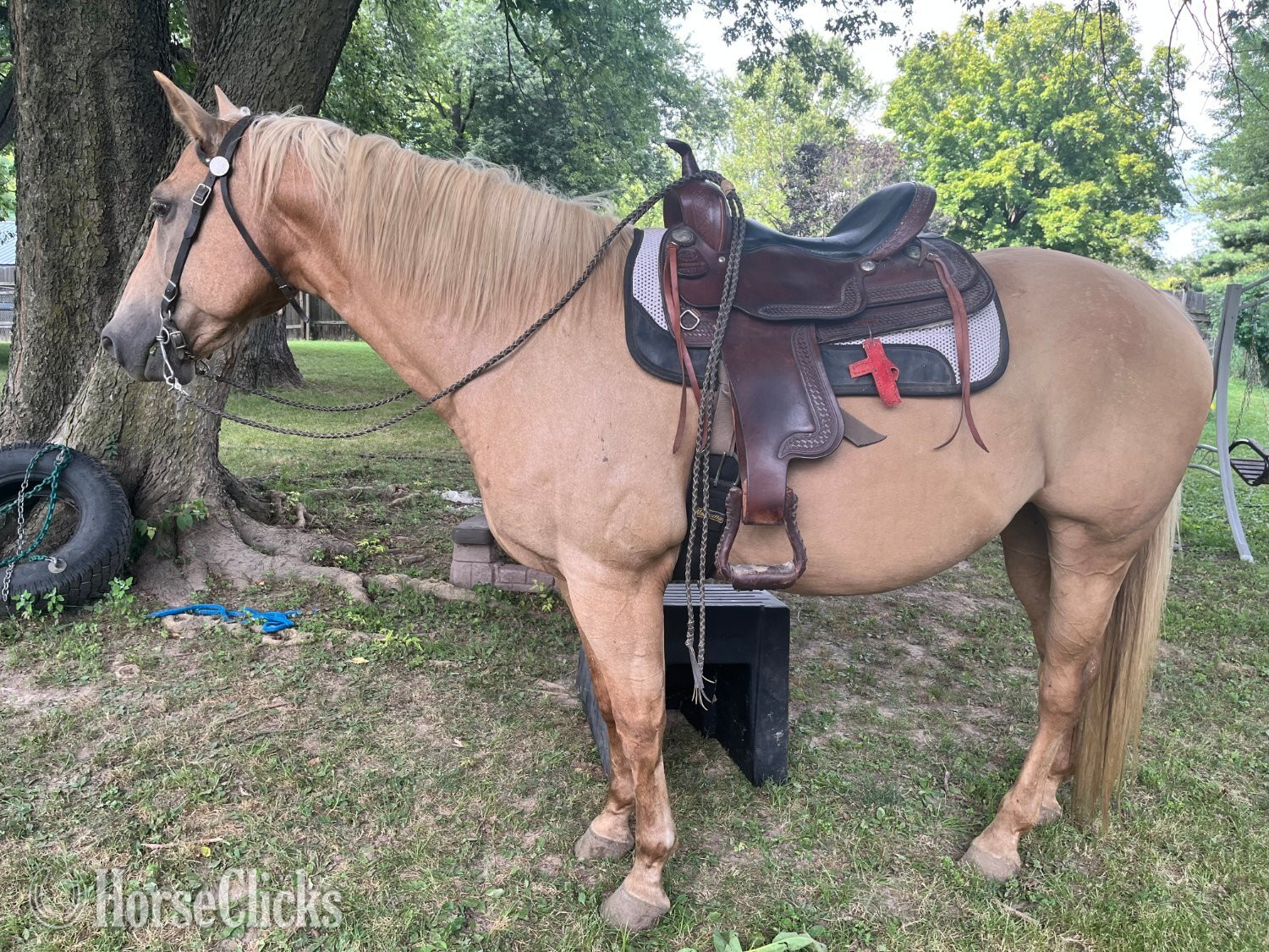 Quarter Horse - "Trigger AKA Big Tigg" Palomino Gelding Quarter Horse in Illinois