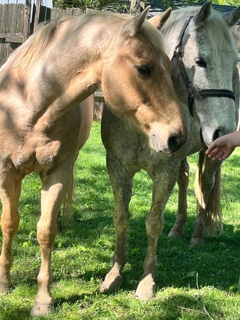 "Trigger AKA Big Tigg" Palomino Gelding Quarter Horse
