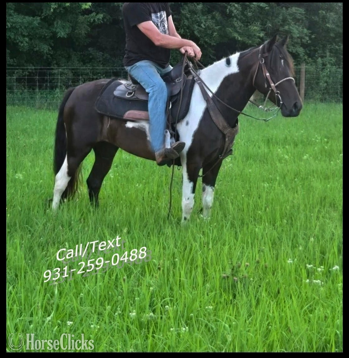 "Jewel & Mariah" Tabiano Mare Spotted Saddle in Tennessee