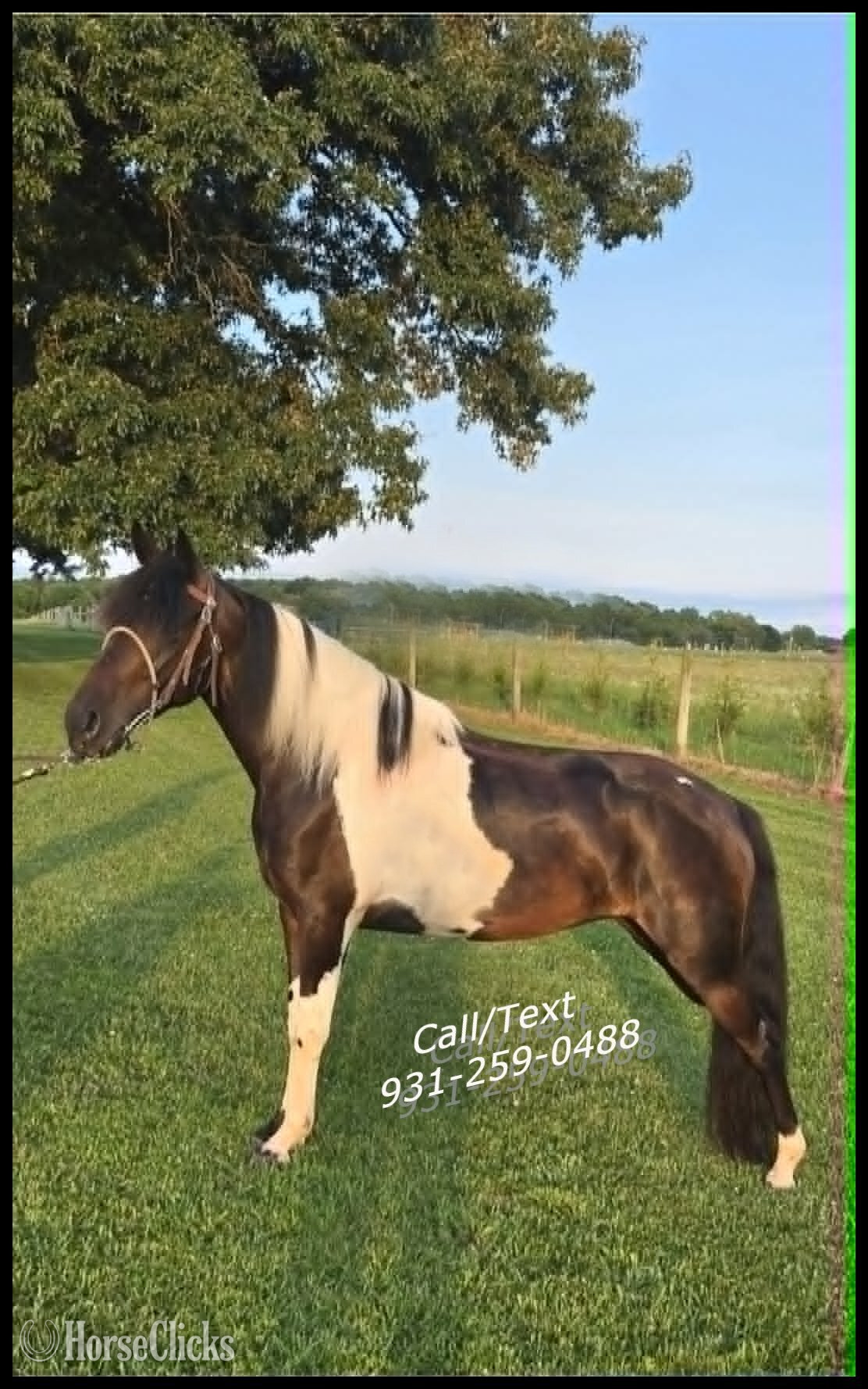 "Jewel & Mariah" Tabiano Mare Spotted Saddle - Spotted Saddle