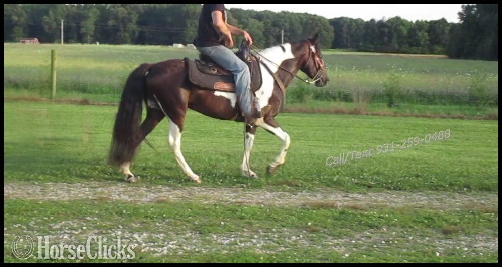 "Jewel & Mariah" Tabiano Mare Spotted Saddle Tennessee