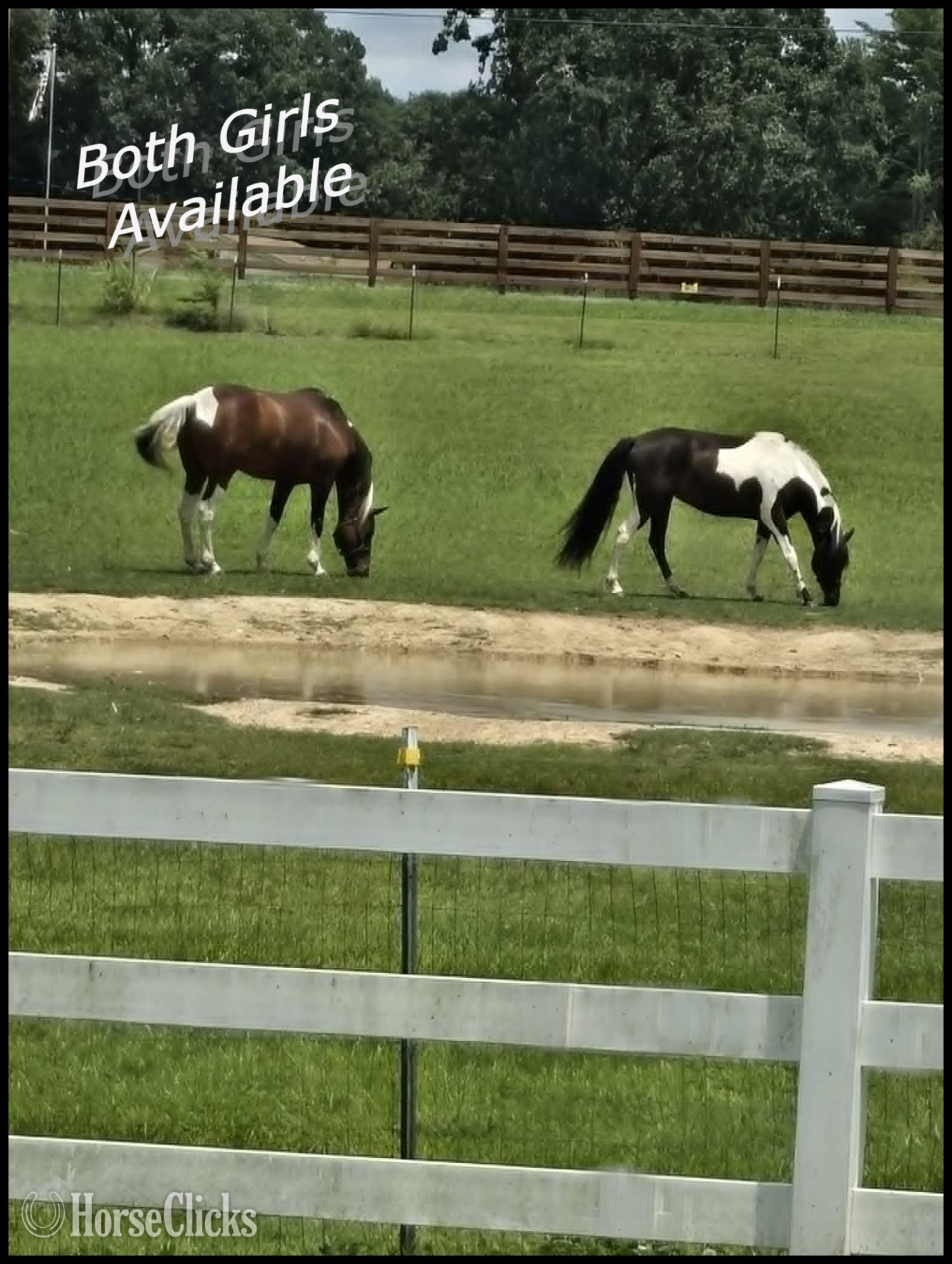 Spotted Saddle - "Jewel & Mariah" Tabiano Mare Spotted Saddle in Tennessee