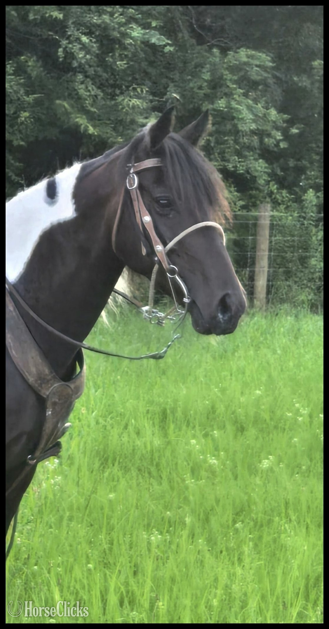Spotted Saddle - "Jewel & Mariah" Tabiano Mare Spotted Saddle