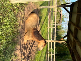 "Whiskey " Buckskin Mare Quarter Horse