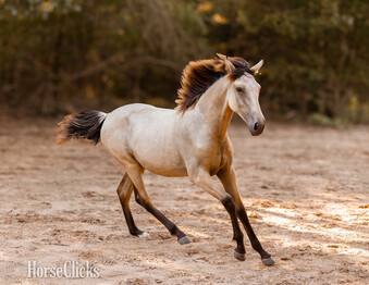 "Saharan Sunrise " Buckskin Filly Andalusian