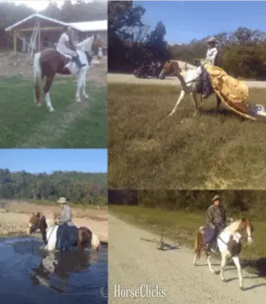 "Rusty" Sorrel Stallion Missouri Fox Trotter in Missouri