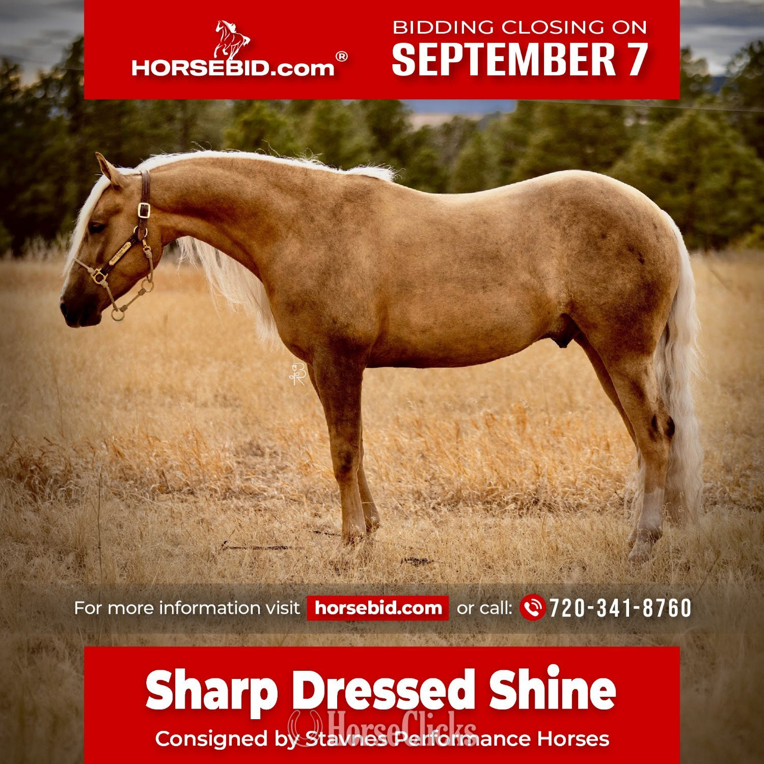 "Sharp Dressed Shine" Palomino Gelding Quarter Horse in Colorado
