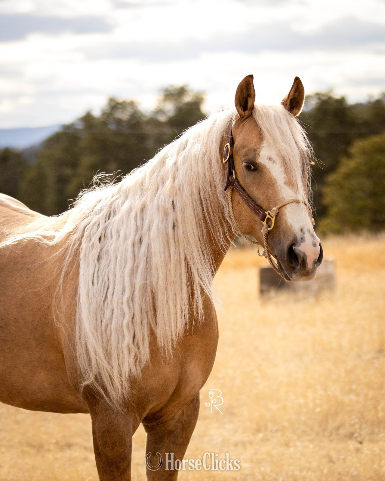 "Sharp Dressed Shine" Palomino Gelding Quarter Horse