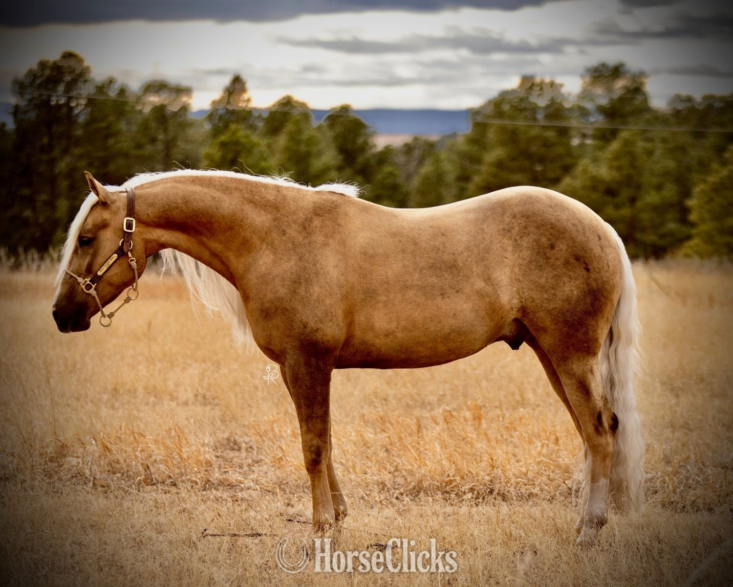Colorado "Sharp Dressed Shine" Palomino Gelding Quarter Horse