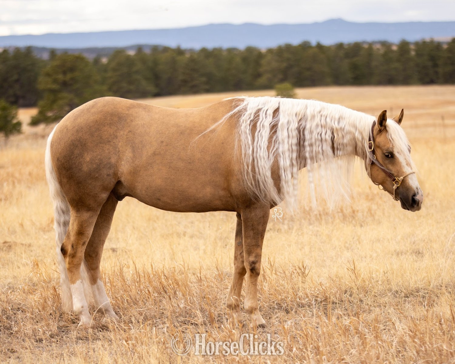 "Sharp Dressed Shine" Palomino Gelding Quarter Horse - Quarter Horse in Colorado