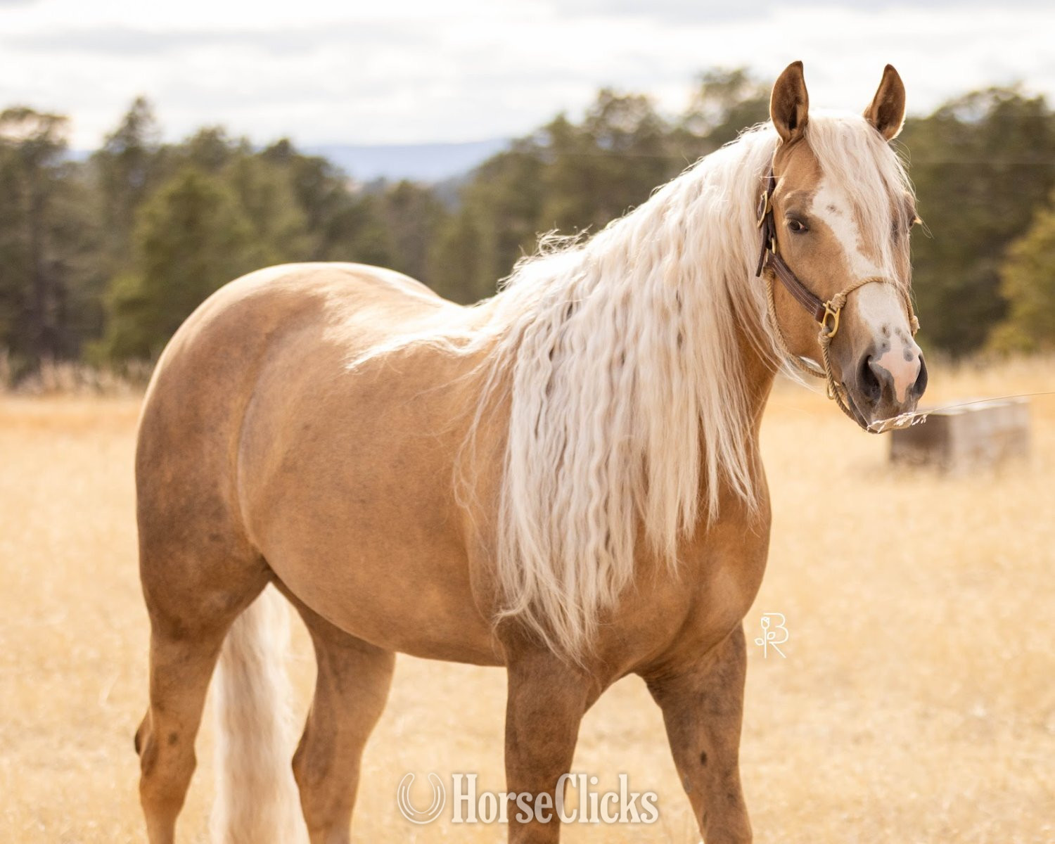 "Sharp Dressed Shine" Palomino Gelding Quarter Horse Colorado