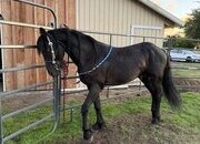 "Constenido" Black Stallion Friesian