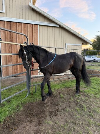 "Constenido" Black Stallion Friesian