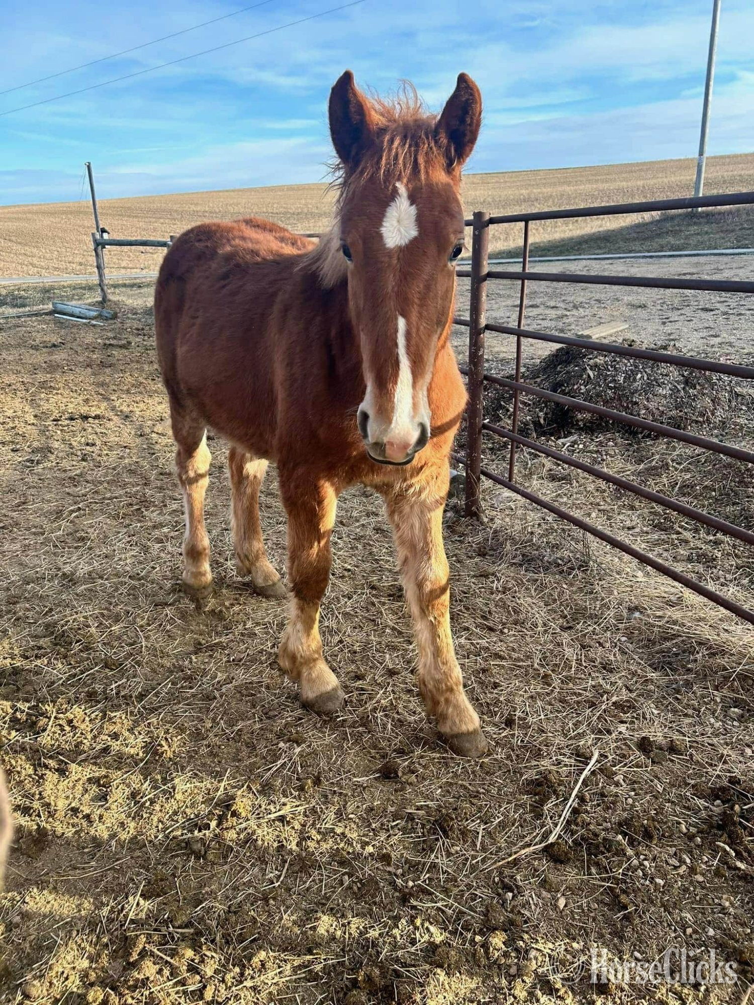 "Basil" Brown Filly Percheron in Wisconsin