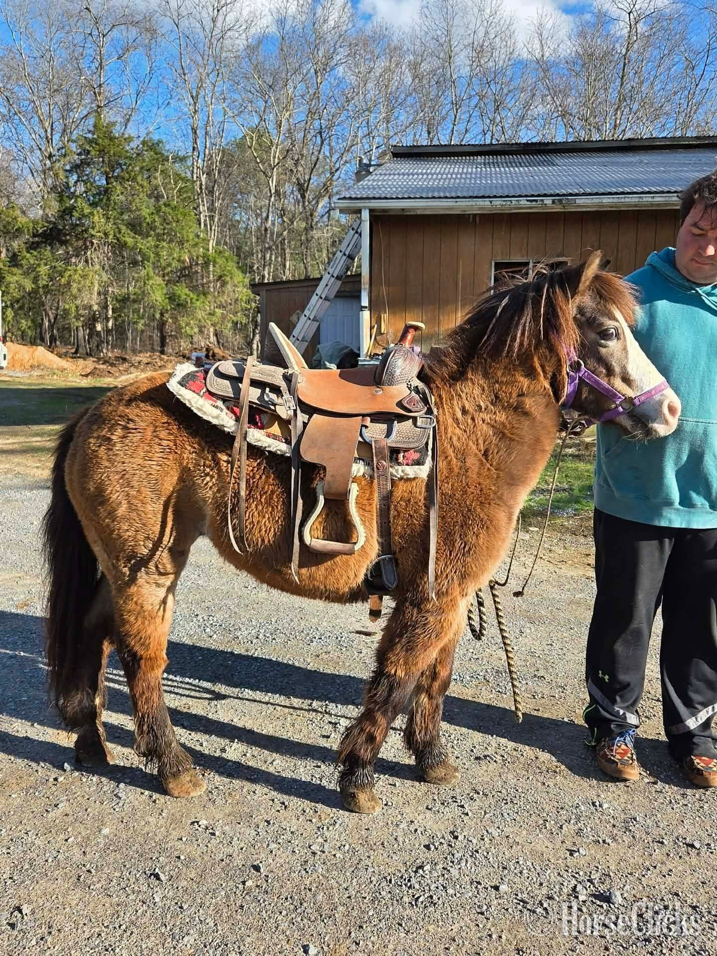 "Sissy"  Mare Pony in California