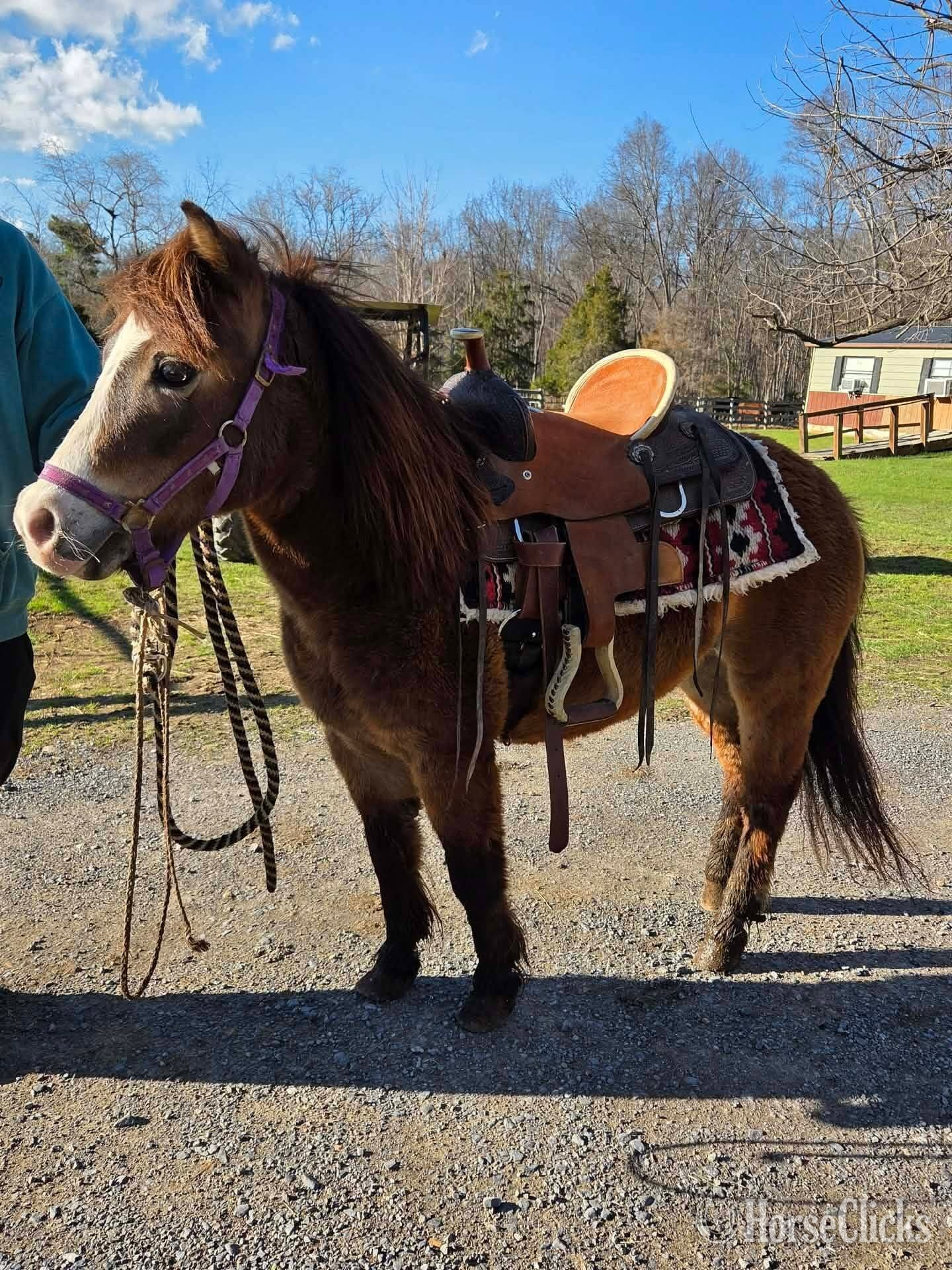 "Sissy"  Mare Pony