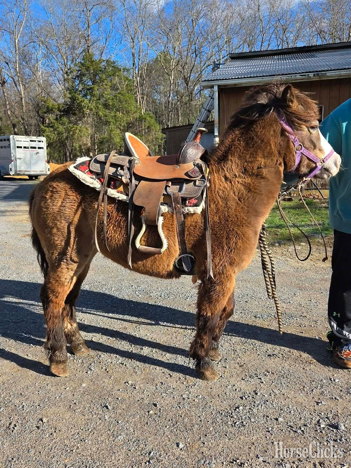 California "Sissy"  Mare Pony