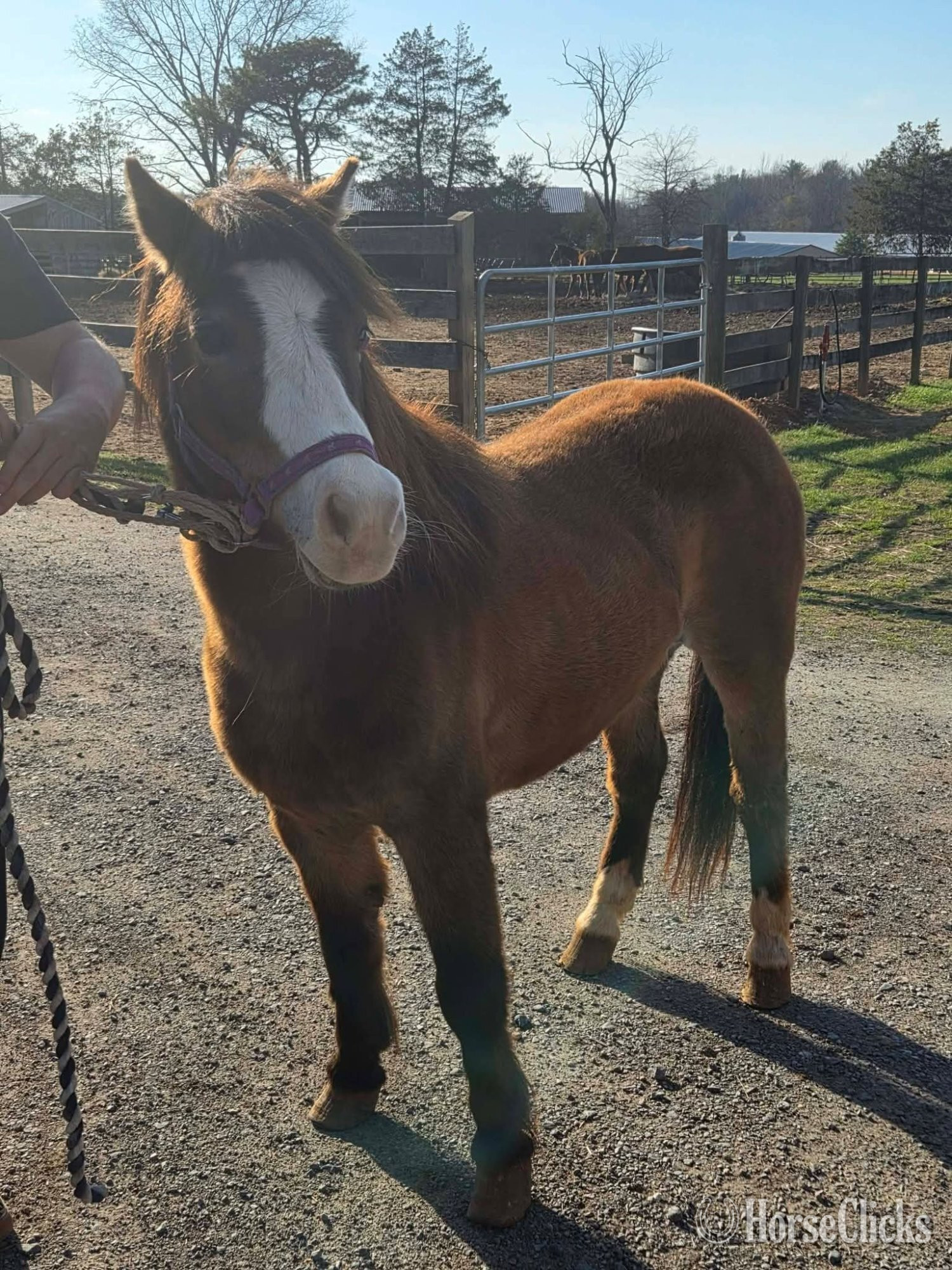 "Sissy"  Mare Pony - Pony in California
