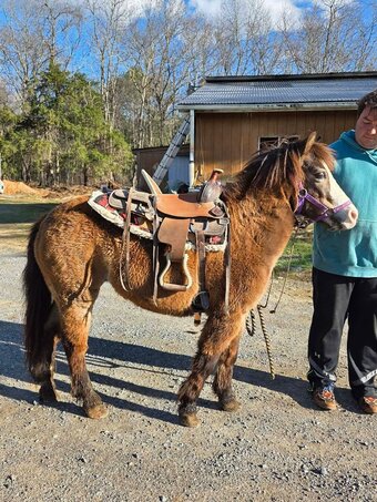 "Sissy" Mare Pony