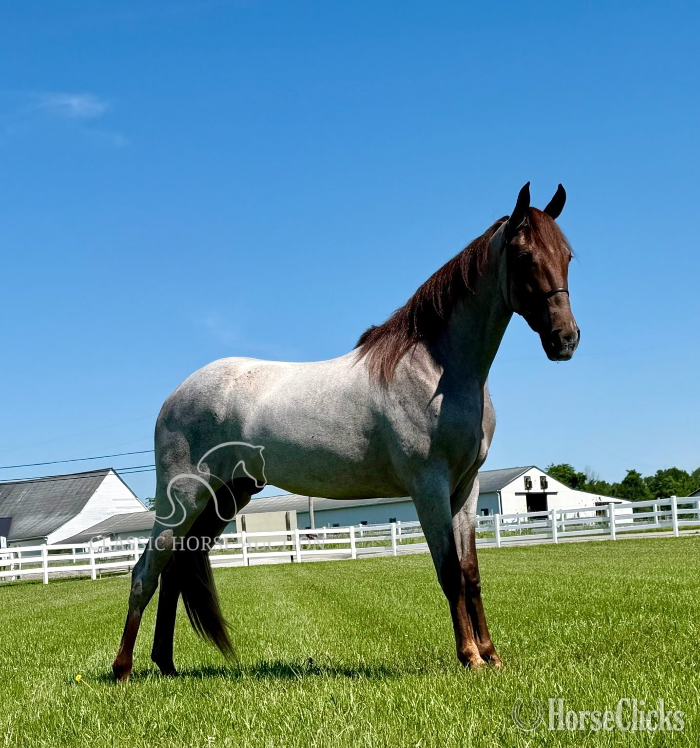 Tennessee "CINCINNATI" Red Roan Gelding Tennessee Walker
