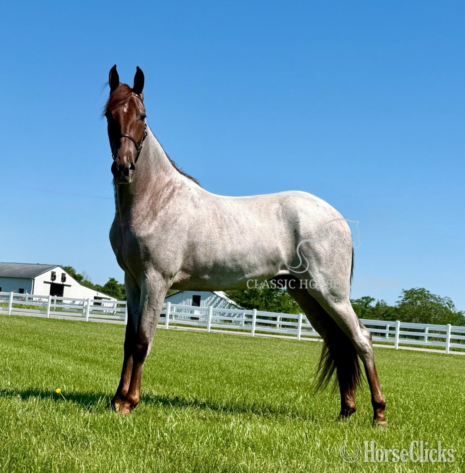 "CINCINNATI" Red Roan Gelding Tennessee Walker - Tennessee Walker in Tennessee