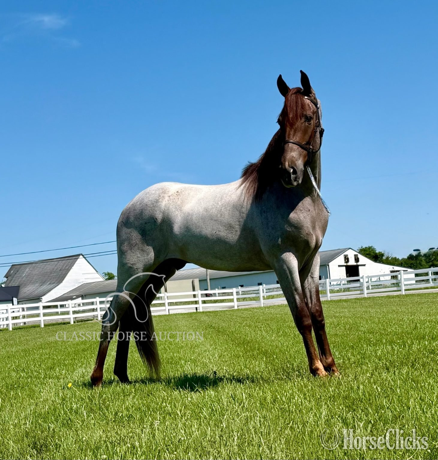 "CINCINNATI" Red Roan Gelding Tennessee Walker - Tennessee Walker
