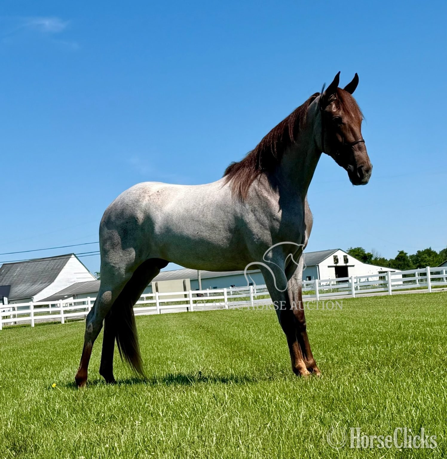 "CINCINNATI" Red Roan Gelding Tennessee Walker Tennessee