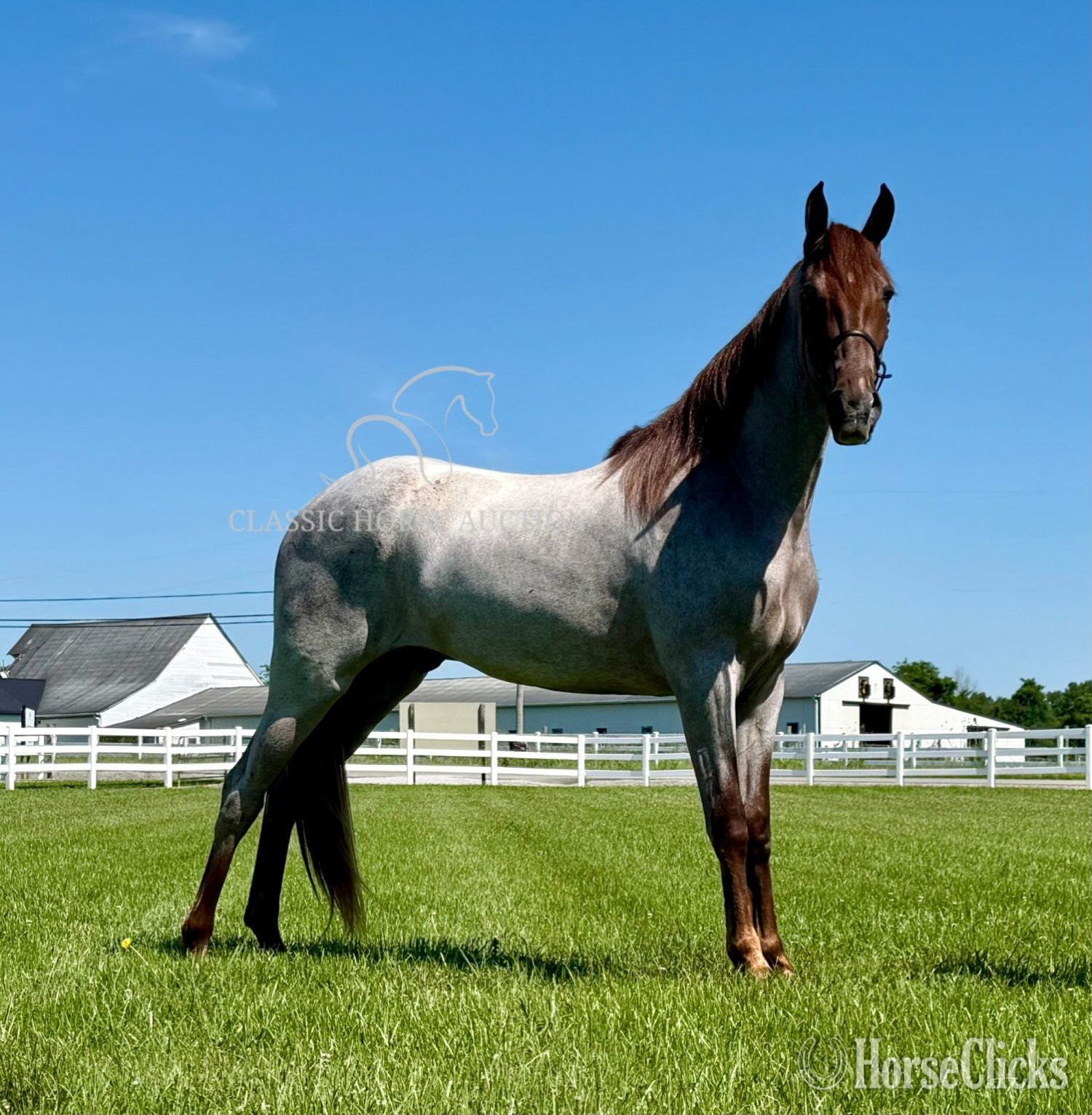 Tennessee Walker - "CINCINNATI" Red Roan Gelding Tennessee Walker in Tennessee