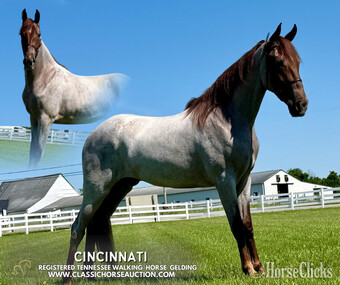"CINCINNATI" Red Roan Gelding Tennessee Walker